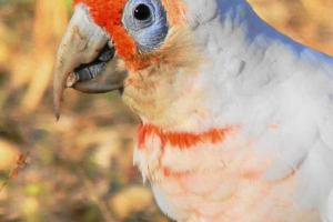 Носовий або довготривалий какаду - товариський інтелектуал Носовий або довготривалий какаду - товариський інтелектуал